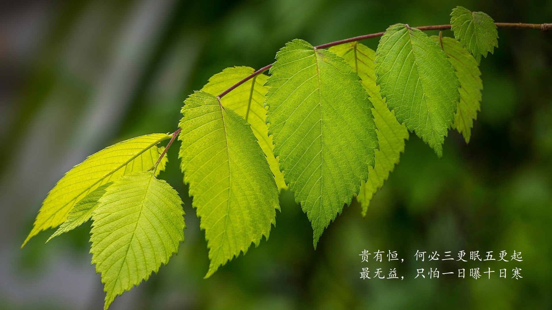 爱游戏体育-世界篮球巨星慈善赛上海站激情开战,篮球慈善明星赛
